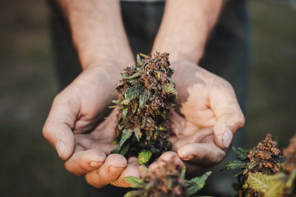 Ilustração da flor de Cannabis Sativa
