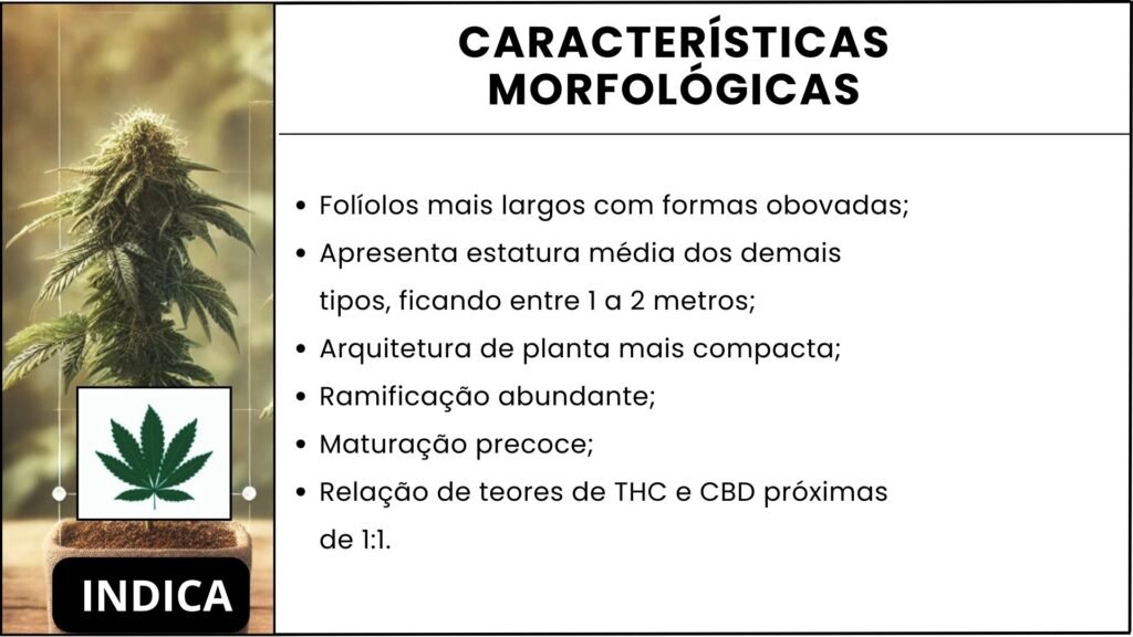 Ilustração das Características Morfológicas da Cannabis Indica