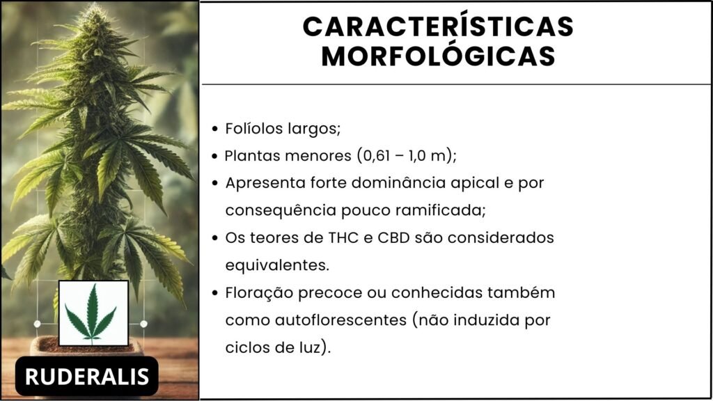 Ilustração das características morfológicas da cannabis ruderalis