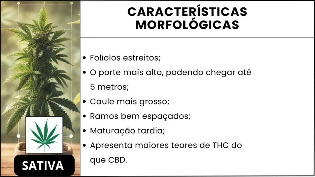 Ilustração das características morfológicas da cannabis sativa.